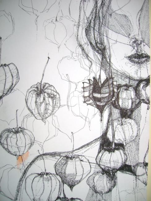 Drawing titled "physalis" by Lenke Simon, Original Artwork