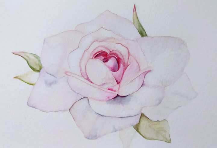 Peinture intitulée "Studio di una rosa" par Rosa Inversi, Œuvre d'art originale, Aquarelle