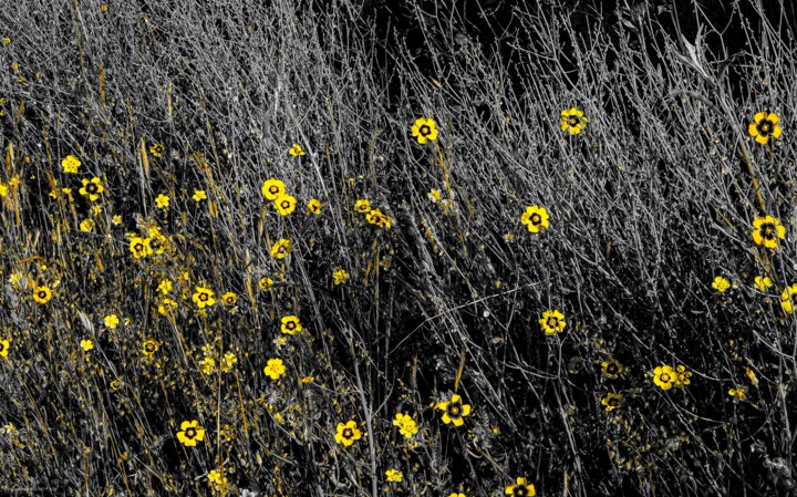 Photographie intitulée "Paysage jaune 3" par Rosalina Vaz, Œuvre d'art originale, Photographie numérique