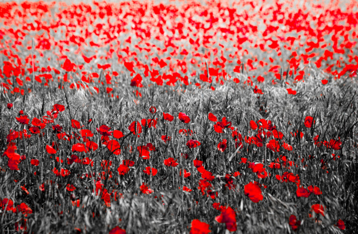 Photography titled "Coquelicot 3" by Rosalina Vaz, Original Artwork, Digital Photography