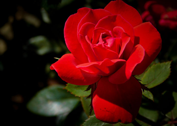 Fotografia intitolato "'Ruby Rose' - Photo…" da Natures Generations, Opera d'arte originale, Fotografia digitale