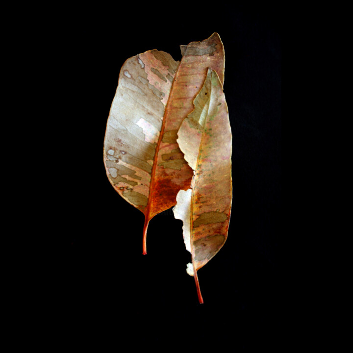 Fotografía titulada "Leaf Study 1" por Rosemary Collard, Obra de arte original, Fotografía digital