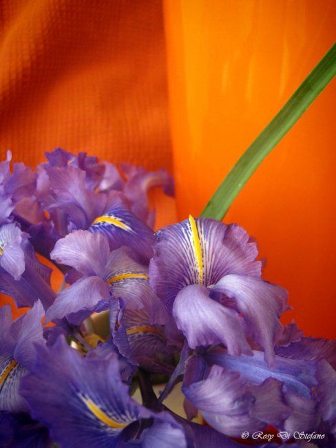 Photography titled "Iris" by Rosy Di Stefano, Original Artwork