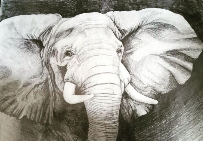Drawing titled "Слон.jpg" by Rybka, Original Artwork, Graphite