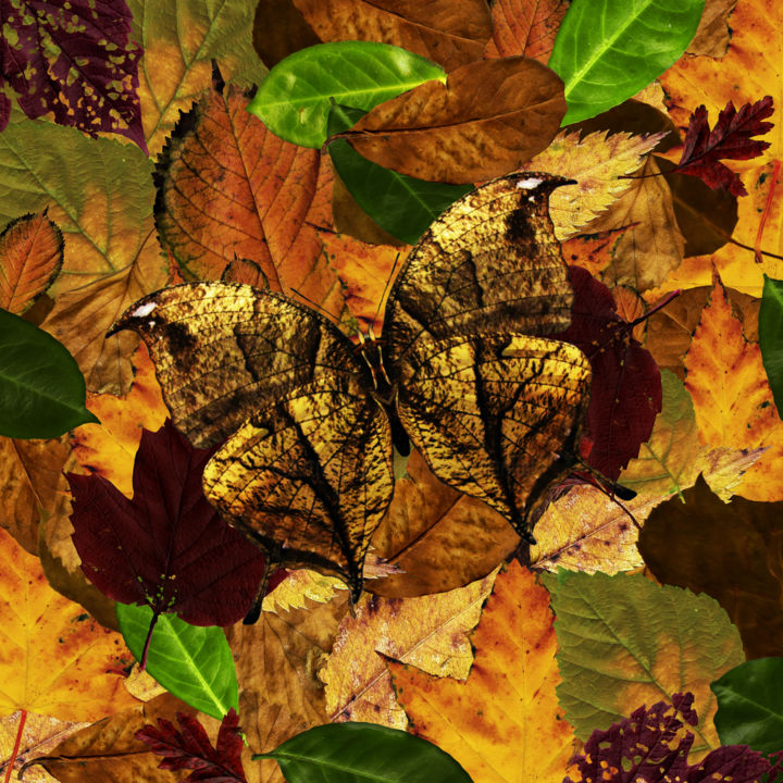 Digital Arts titled "Leaf Butterfly" by Roxana Ferllini, Original Artwork, 2D Digital Work