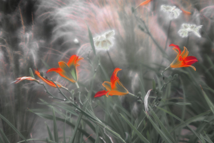 Фотография под названием "Les fleurs de l' ame" - Michel Guillaumeau, Подлинное произведение искусства, Цифровая фотография