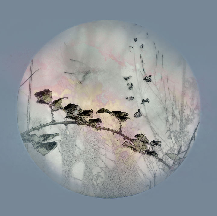 Photographie intitulée "Micromonde subaquat…" par Michel Guillaumeau, Œuvre d'art originale, Photographie numérique