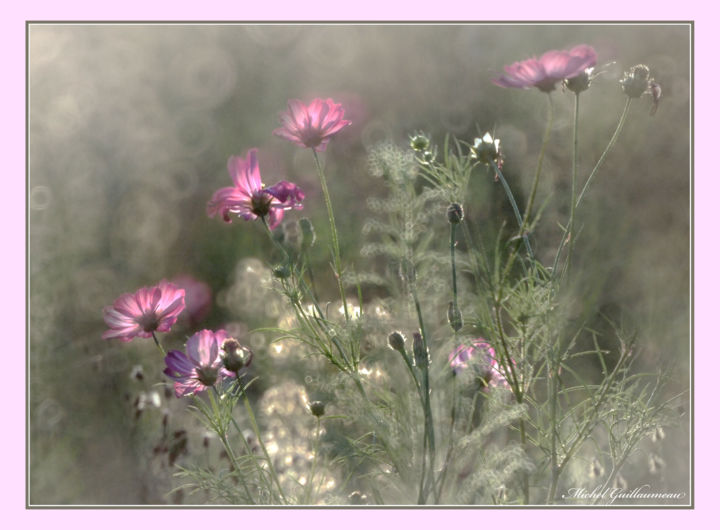 Photography titled "Fleurs des champs" by Michel Guillaumeau, Original Artwork, Digital Photography