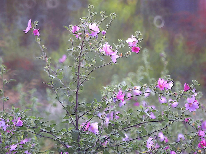 Photography titled "Notes florales" by Michel Guillaumeau, Original Art, Digital Photography