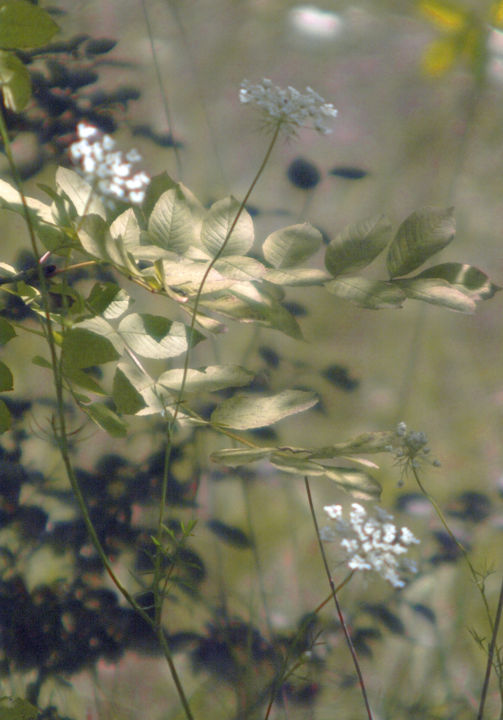 Photography titled "Les pétales d'or" by Michel Guillaumeau, Original Art, Digital Photography