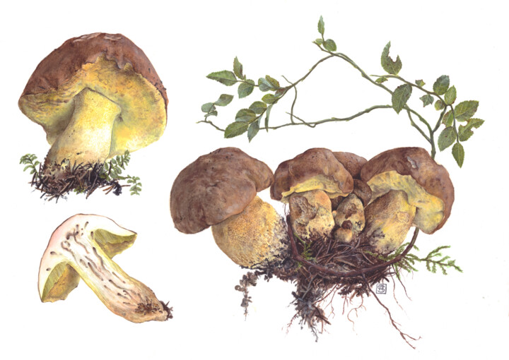 Painting titled "Butyriboletus subap…" by Rudolf Suran, Original Artwork, Watercolor