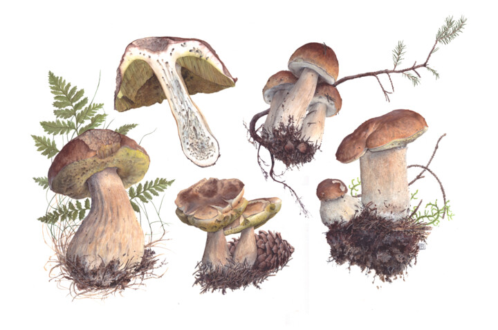 Peinture intitulée "Boletus edulis" par Rudolf Suran, Œuvre d'art originale, Aquarelle