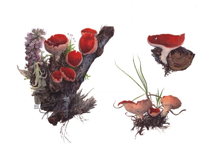 "Sarcoscypha austria…" başlıklı Tablo Rudolf Suran tarafından, Orijinal sanat, Suluboya
