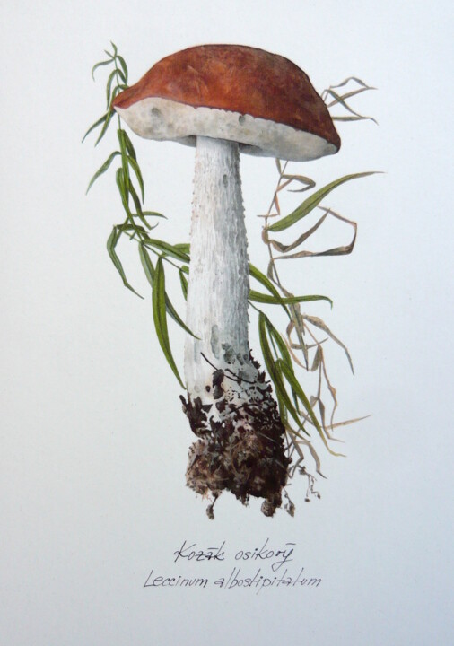 Malerei mit dem Titel "Leccinum albostipit…" von Rudolf Suran, Original-Kunstwerk, Aquarell