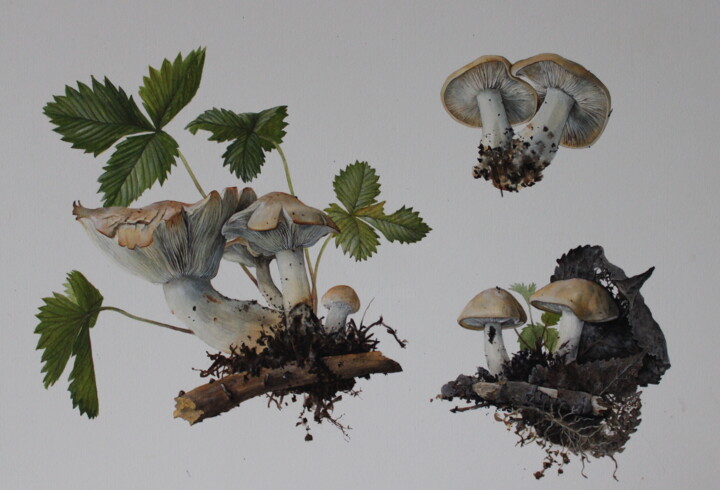 Pintura intitulada "Calocybe gambosa" por Rudolf Suran, Obras de arte originais, Aquarela