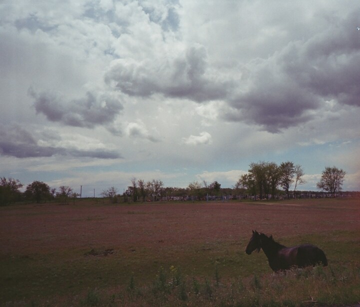 Fotografía titulada "Horse" por Ruslan Aboev, Obra de arte original, Fotografía analógica