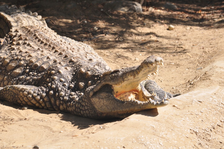 Fotografia intitolato "Crocodile Alligator…" da Ruslan Geroyev, Opera d'arte originale, Fotografia digitale