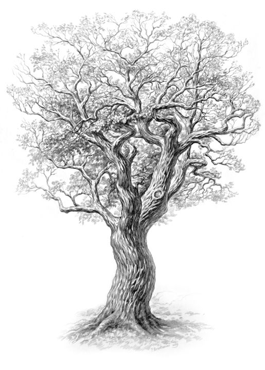 Рисунок под названием "Oak." - Ruslan Vigovsky, Подлинное произведение искусства, Графит
