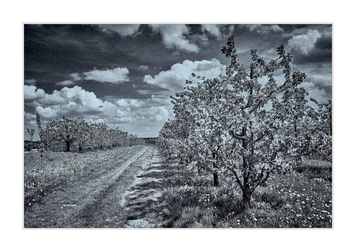 Fotografia zatytułowany „Droga przez sad” autorstwa Ryszard Stelmachowicz, Oryginalna praca, Fotografia cyfrowa