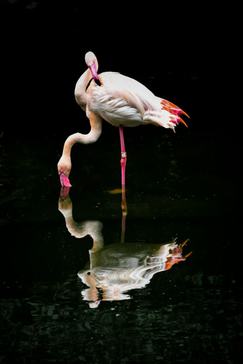 Photographie intitulée "Flamingo" par Sergio Capuzzimati, Œuvre d'art originale, Photographie numérique