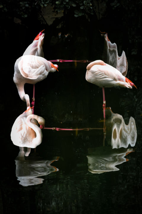 Photography titled "Flamingos" by Sergio Capuzzimati, Original Artwork, Digital Photography