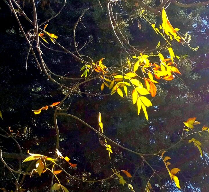 摄影 标题为“Autumn Leaves” 由Sabina Faynberg, 原创艺术品, 数码摄影