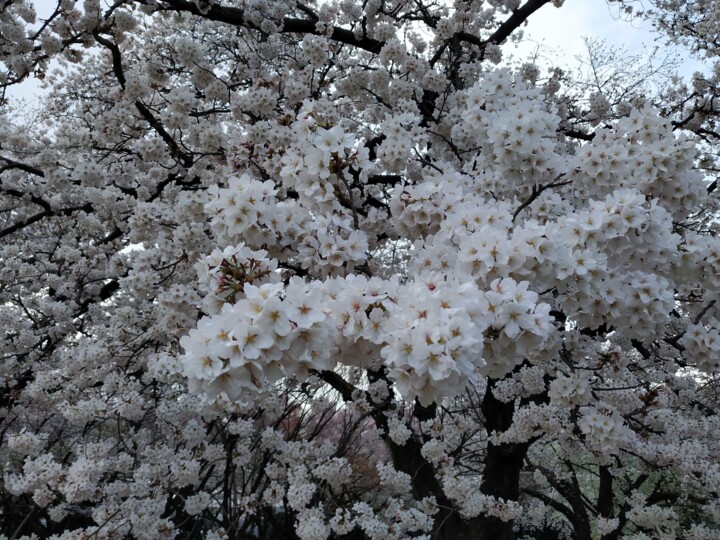 Photographie intitulée "Fleurs de Cerisiers" par Sabrina Timsit, Œuvre d'art originale, Photographie numérique