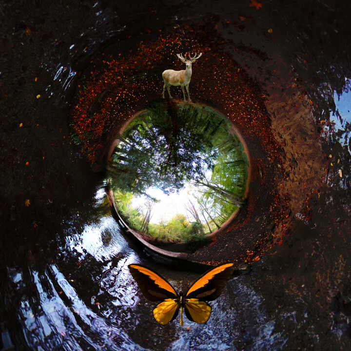 Digitale Kunst mit dem Titel "Planète Papillon" von Sadim, Original-Kunstwerk, Digitale Fotografie