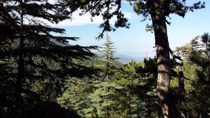 "Anamas Forest.jpg" başlıklı Fotoğraf Salih Safi tarafından, Orijinal sanat,