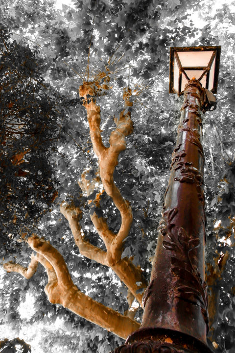 Photography titled "Lumière d'arbre" by Céline Salinié, Original Artwork