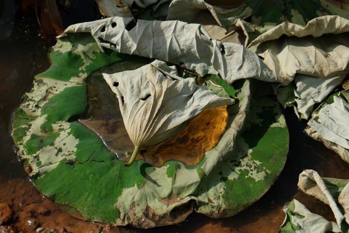 Fotografia intitolato "Floral Notecard #1" da Sally Winthrop, Opera d'arte originale