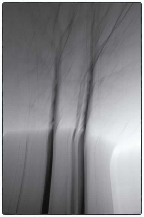 Photographie intitulée "Due alberi" par Salvatore Avallone, Œuvre d'art originale