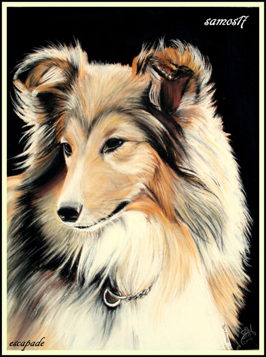Drawing titled "chien shetland au p…" by Samos17 Portraitiste, Original Artwork, Pastel