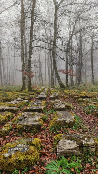 Fotografía titulada "Bosque encantado" por Samuel Diaz Sauceda, Obra de arte original, Fotografía digital