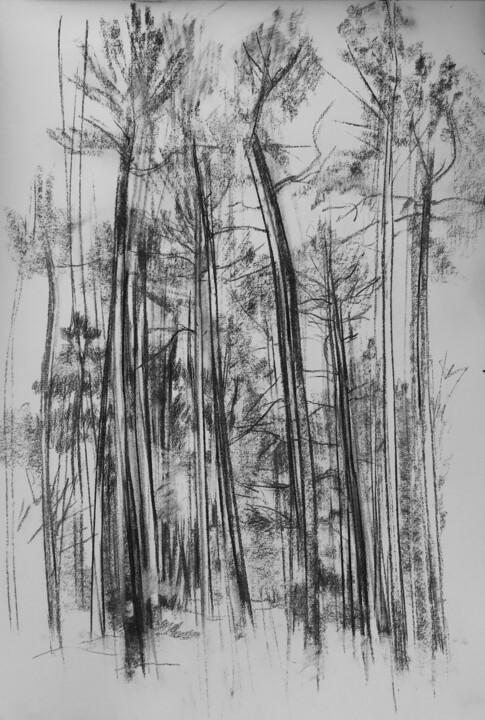 Rysunek zatytułowany „Pins fusain” autorstwa Sandra Fléchet, Oryginalna praca, Węgiel drzewny