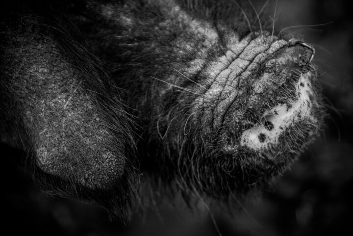 Photographie intitulée "Groin" par Sandra Clément, Œuvre d'art originale, Photographie numérique