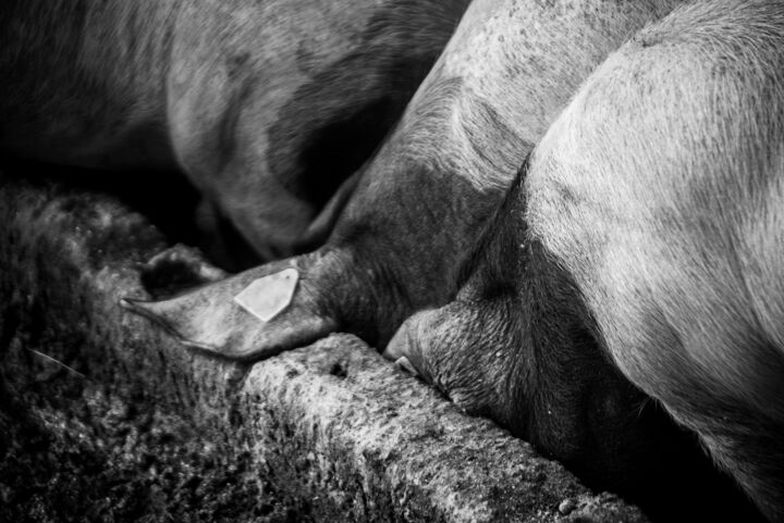 Photographie intitulée "L'oreille" par Sandra Clément, Œuvre d'art originale, Photographie numérique