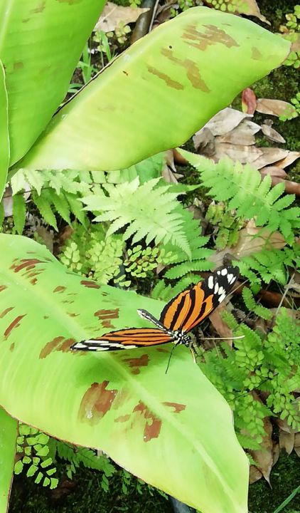 "Borboleta1" başlıklı Fotoğraf Allmes tarafından, Orijinal sanat, Fotoşopsuz fotoğraf