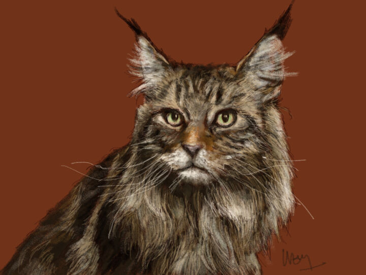 Maine Coon 393 Art For Sale Artmajeur