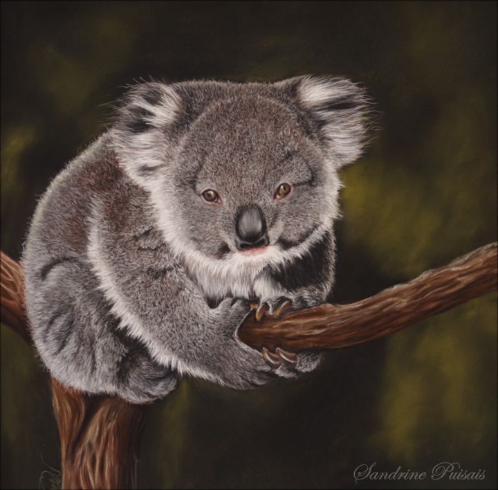 Drawing titled "Koala, pastel sec" by Sandrine Puisais, Original Artwork, Pastel