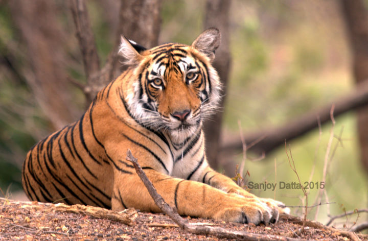 Photography titled "Ranthambhore Prince…" by Sanjoy Datta, Original Art,