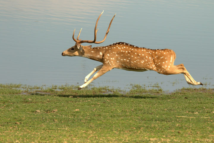 摄影 标题为“The Flying Deer” 由Sanjoy Datta, 原创艺术品