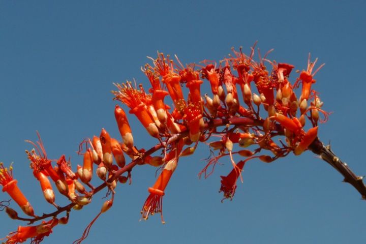 Photographie intitulée "Fleur rouge de dese…" par Paul Santander, Œuvre d'art originale