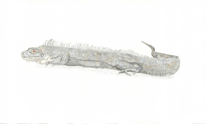 Dibujo titulada "White Iguana" por Santiago Restrepo, Obra de arte original, Tinta