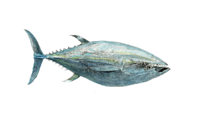 Drawing titled "Blue Fin Tuna" by Santiago Restrepo, Original Artwork, Ink