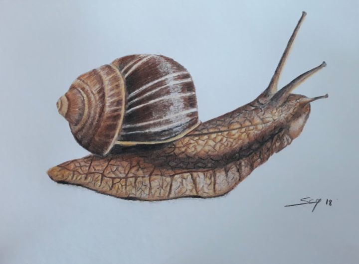 Malerei mit dem Titel "Snail" von São Vieira, Original-Kunstwerk, Bleistift