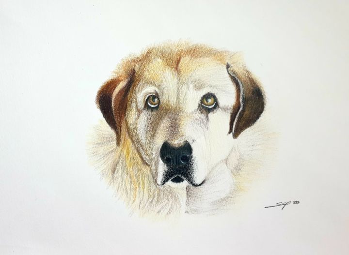 Pintura intitulada "Old dog" por São Vieira, Obras de arte originais, Lápis