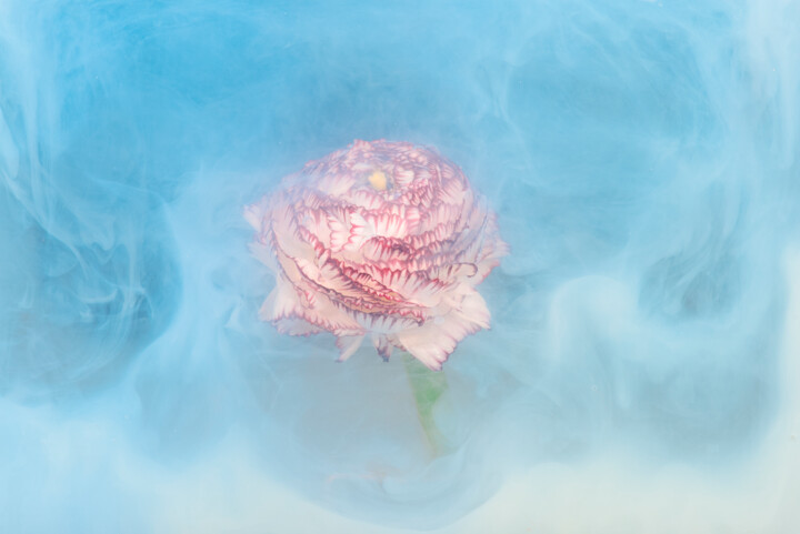 Fotografia intitolato "Ephemeral Flowers #…" da Sara Gentilini, Opera d'arte originale, Fotografia digitale