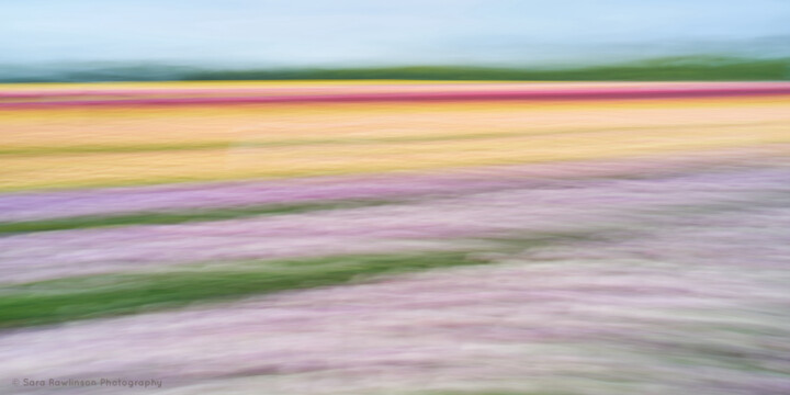 摄影 标题为“Bloom - limited edi…” 由Sara Rawlinson, 原创艺术品, 数码摄影