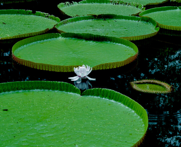 Photography titled "lotus" by Sarah-Jane Marie-Louise, Original Artwork, Digital Photography